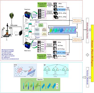Drought stress identification of tomato plant using multi-features of hyperspectral imaging and subsample fusion